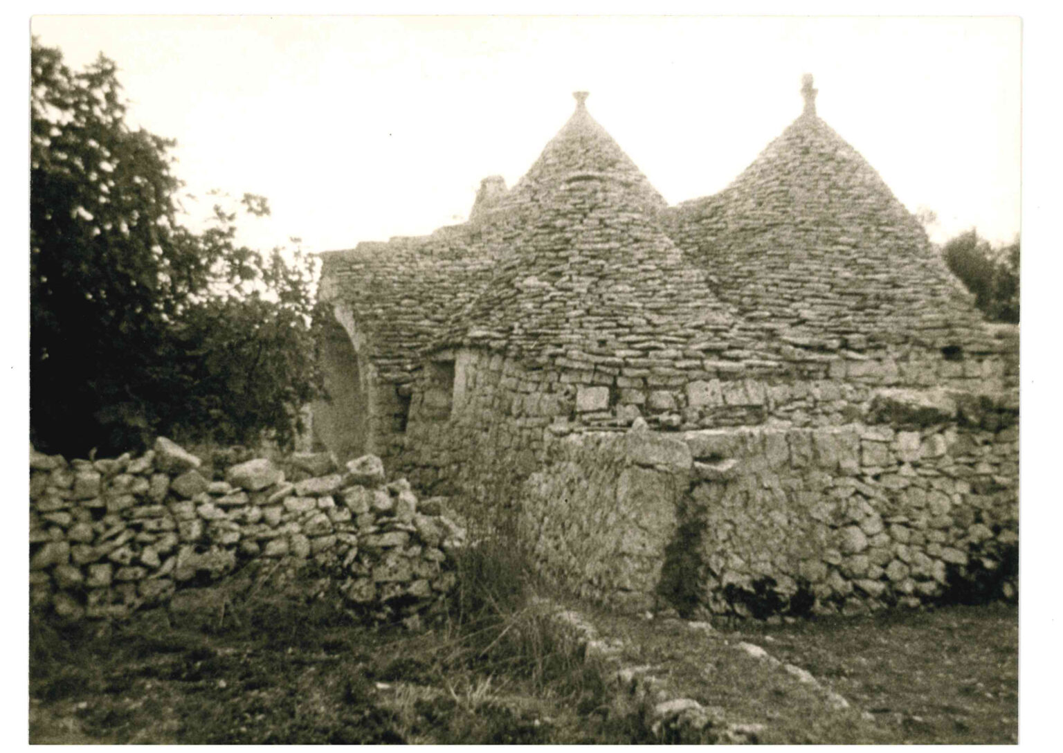 Tre Trulli olive grove