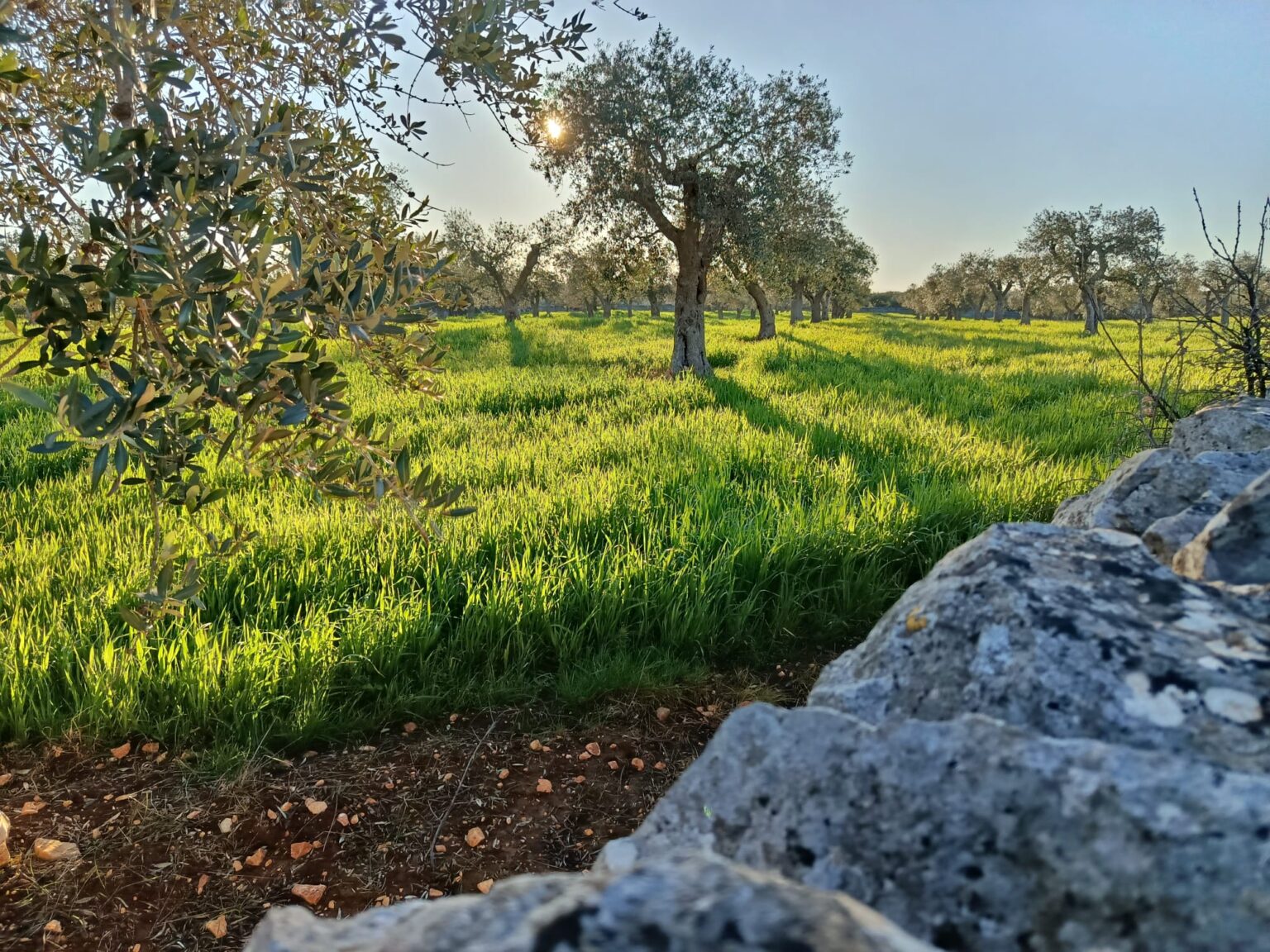 Oliveto